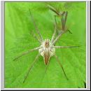 Pisaura mirabilis - Listspinne 04.jpg